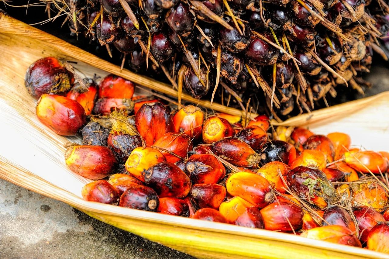 关于棕榈油（甘油主要原料），你了解多少？